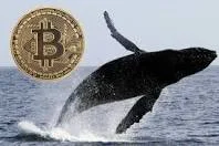 Image of bitcoin balina