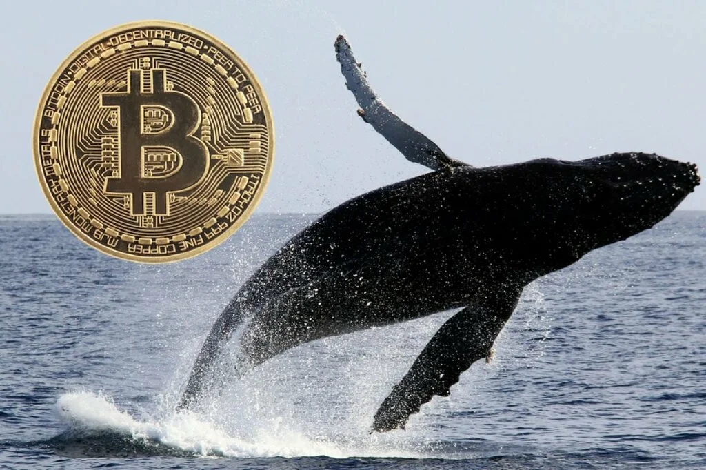 btc-whales.webp