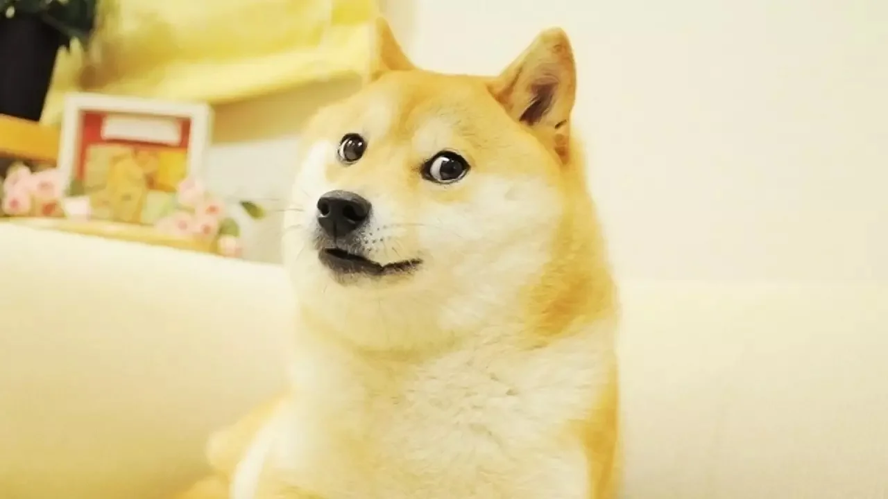 dogeeeee.jpg