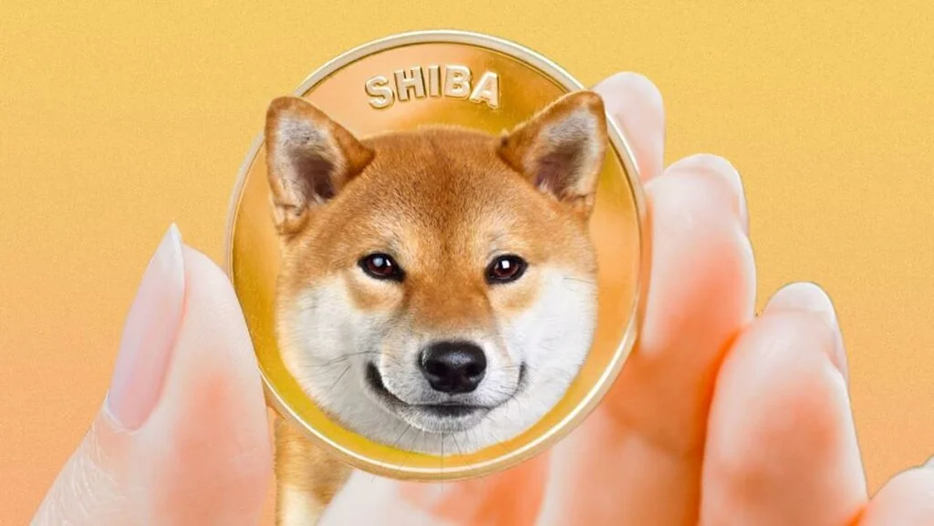 shiba-.webp