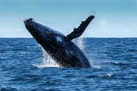 whale dolphin.webp