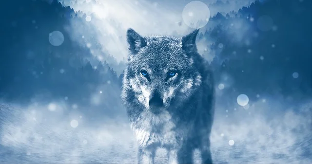 wolf-g2f7e075cf_640.webp