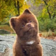 Bertram The Pomeranian Sohbet ve Yorumları