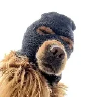 Ski Mask Dog Sohbet ve Yorumları